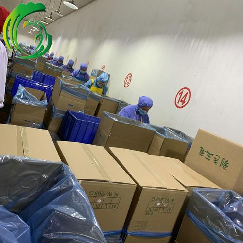洋葱出口 日本 20kgs纸箱包装 工厂直供 河南产地 备案种植基地产
